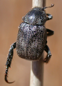 Dark Hoplia